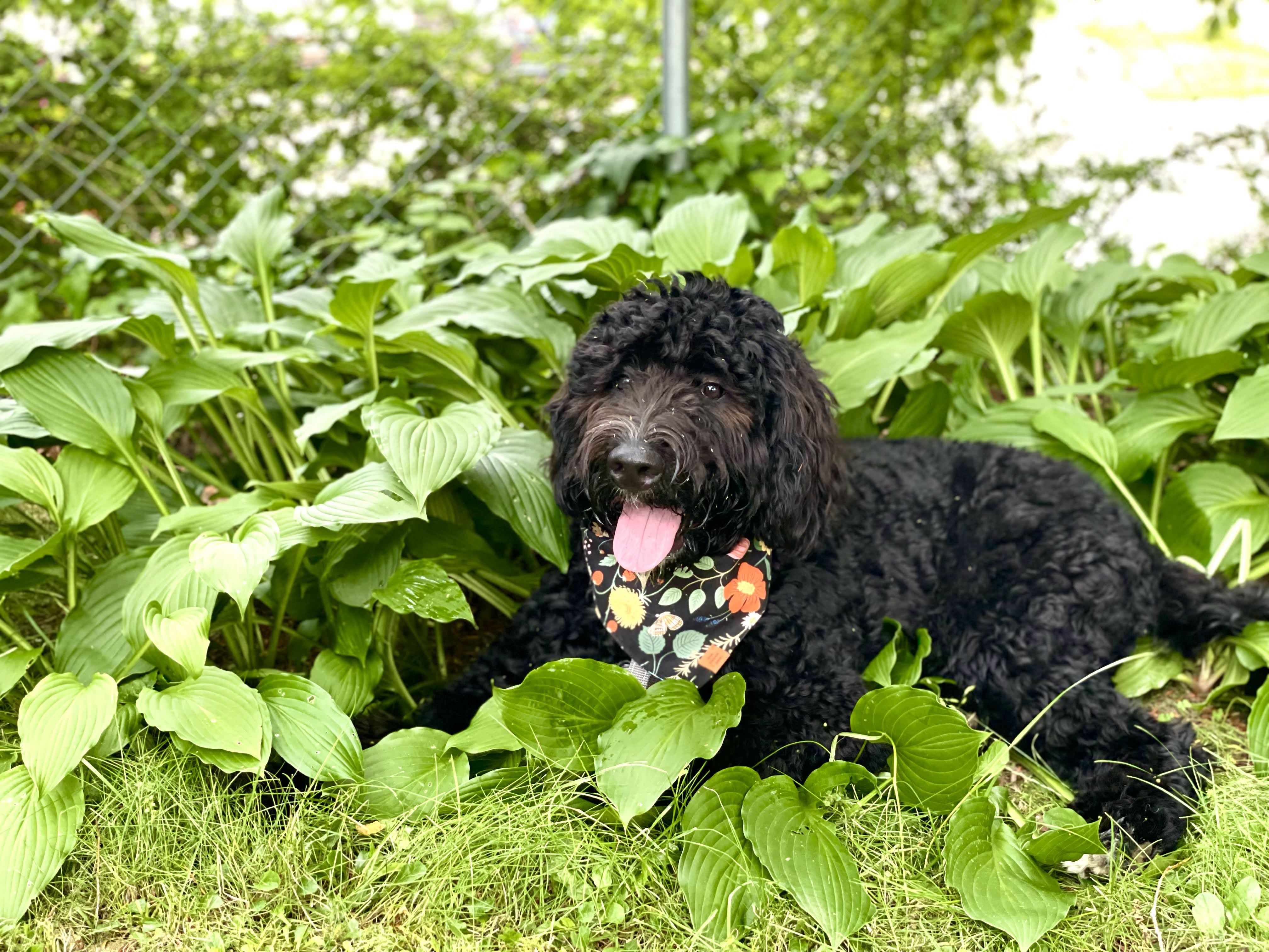 A bernedoodle puppy playing in grass.